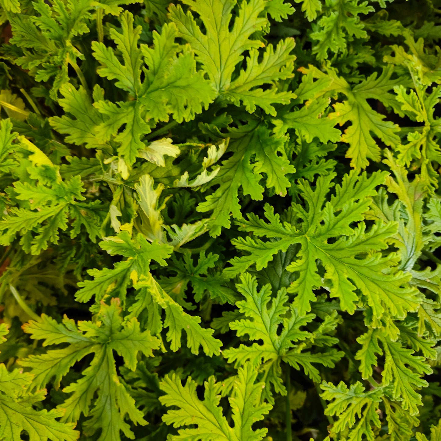 Pelargon Doktor Westerlund