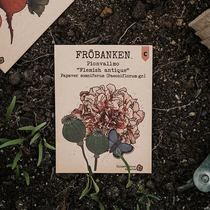 Pionvallmo Flemish Antique - Fröbanken