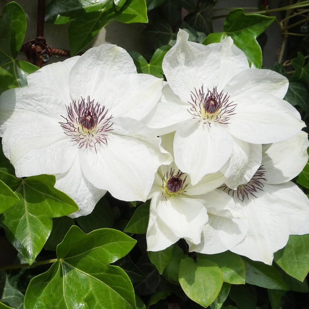 Clematis