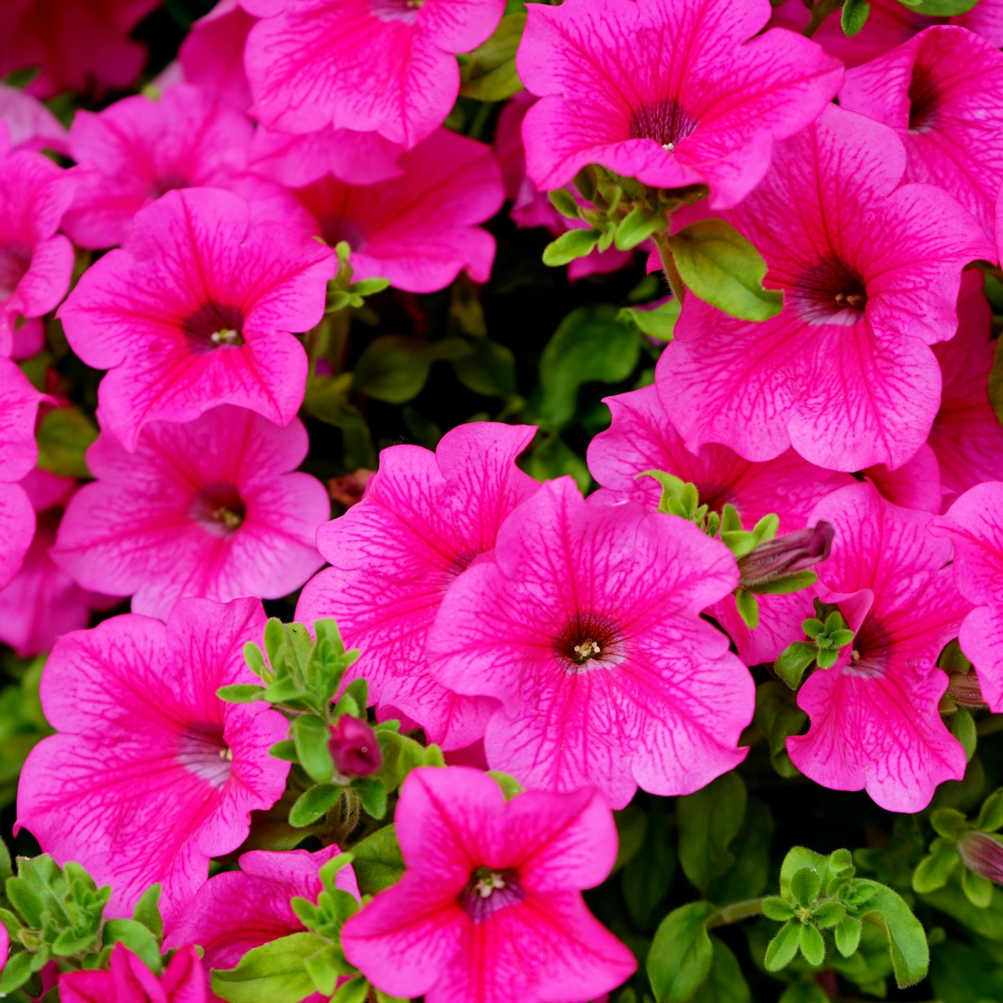 Rosa surfinia petunia i full blom