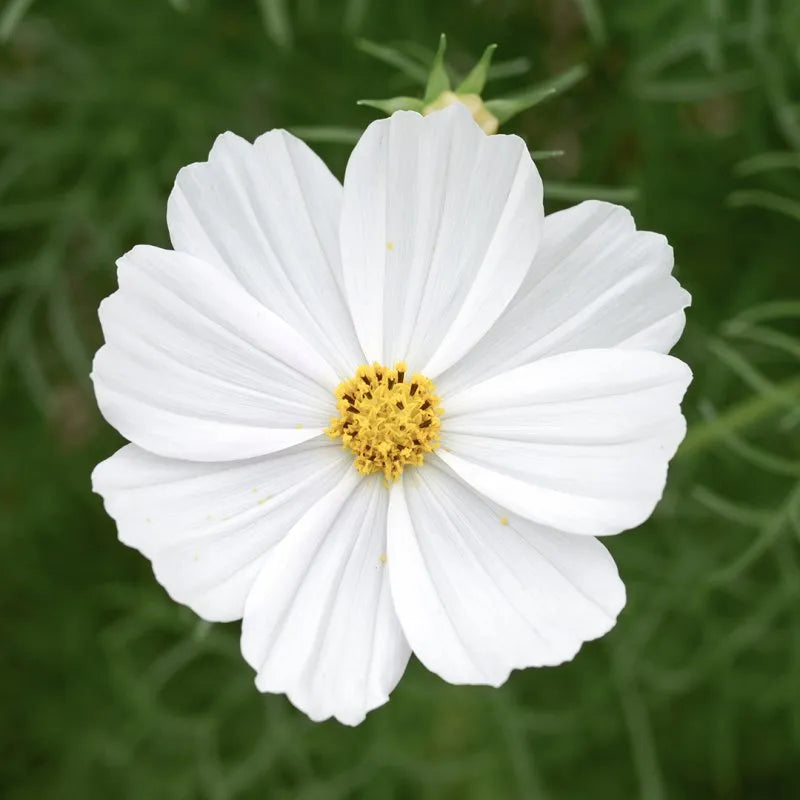 Rosenskära
