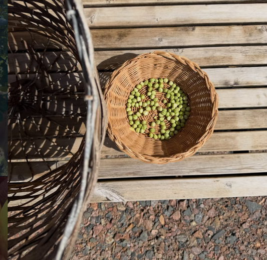 Frötid på gården