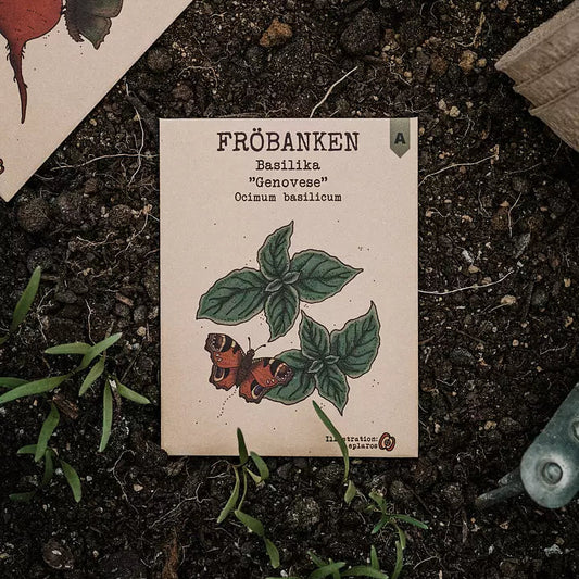 Basilika Genovese - Fröbanken