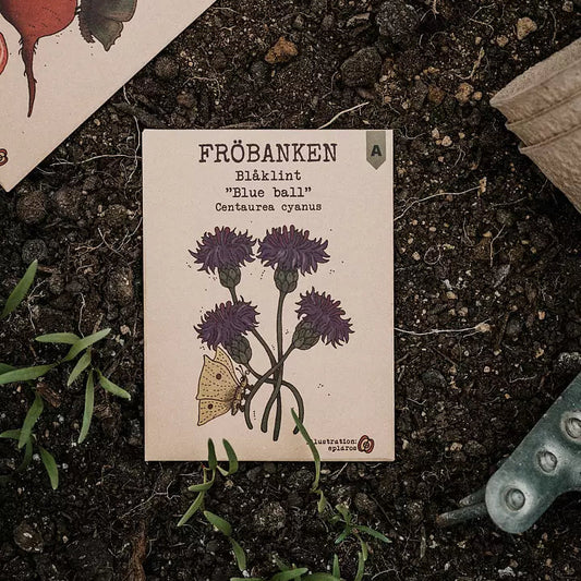 Blåklint Blue Ball - Fröbanken