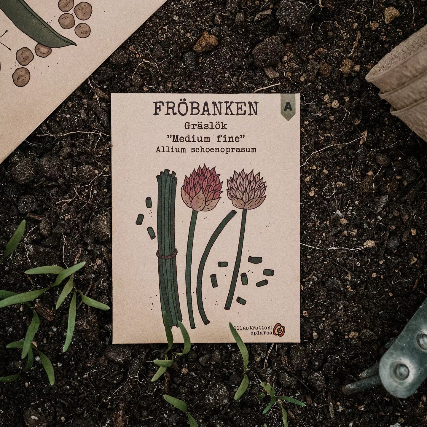 Gräslök Medium Fine - Fröbanken