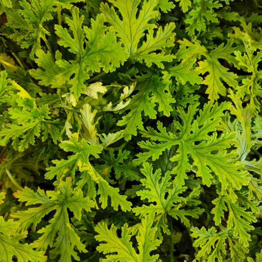 Pelargon Doktor Westerlund