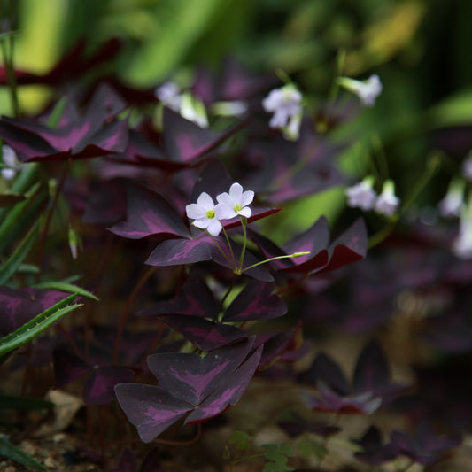 Oxalis, ätbar klöver rödrosa