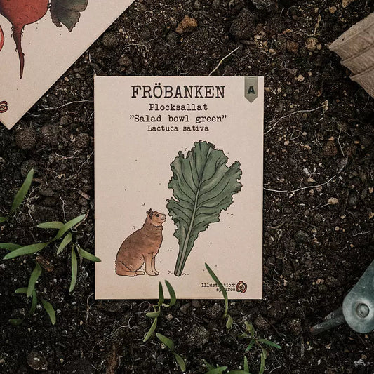 Plocksallat Salad Bowl Green - Fröbanken
