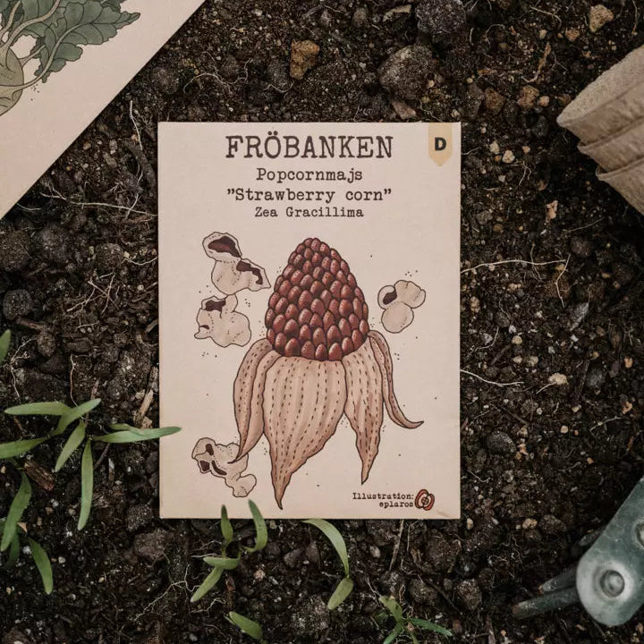 Popcornmaj Strawberry Corn