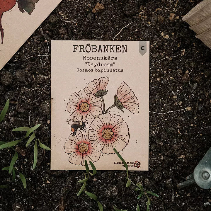 Rosenskära Daydream - Fröbanken
