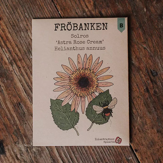 Solros Astra Rose Cream - Fröbanken