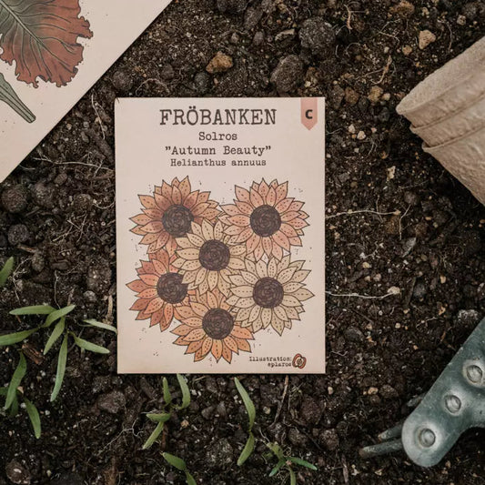 Solros Autumn Beaty - Fröbanken