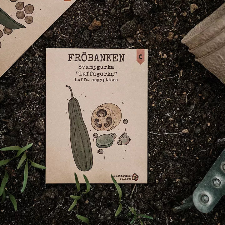 Svampgurka Luffagurka - Fröbanken