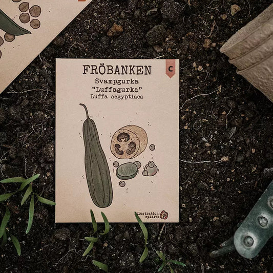 Svampgurka Luffagurka - Fröbanken