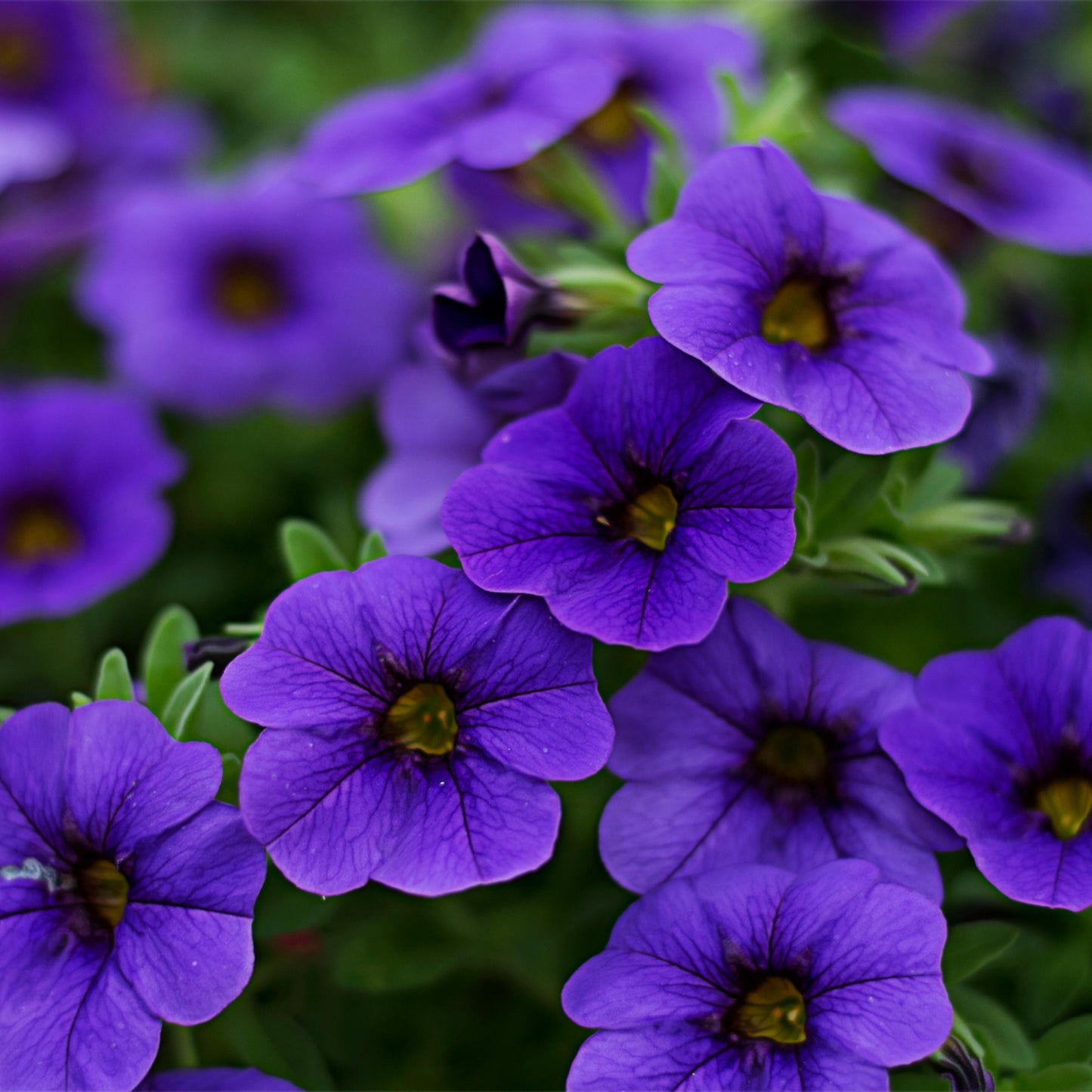 Lila surfinia petunia i full blom