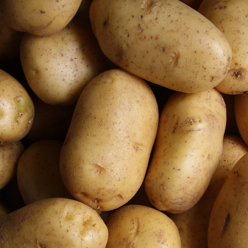 Potatis Bintje