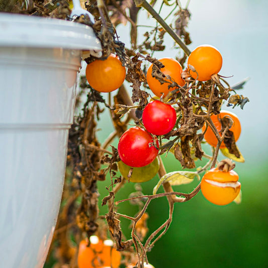 Röda och orangea körsbärstomater på planta
