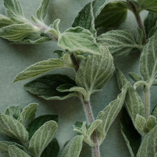 Oregano ört