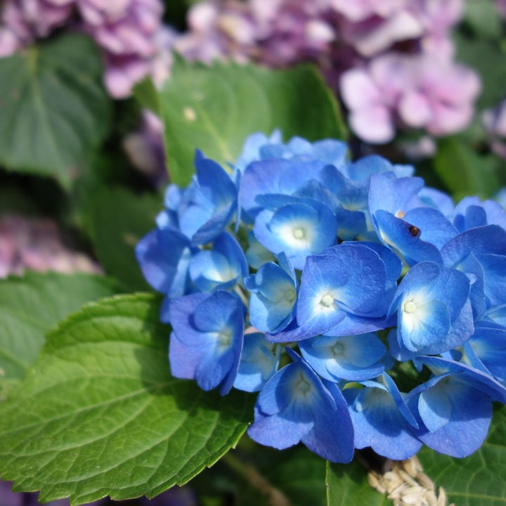 Blå hortensia i trädgård
