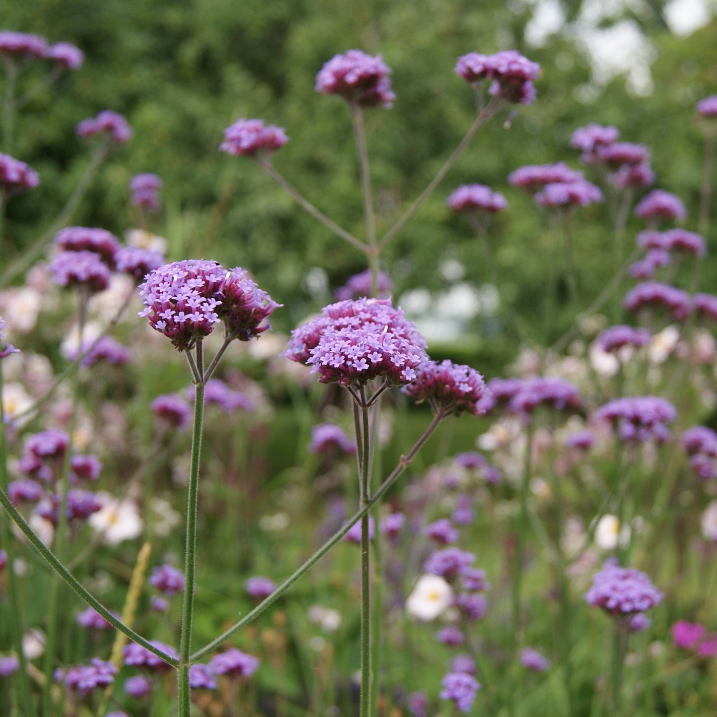Verbena officinalis 'Bampton'